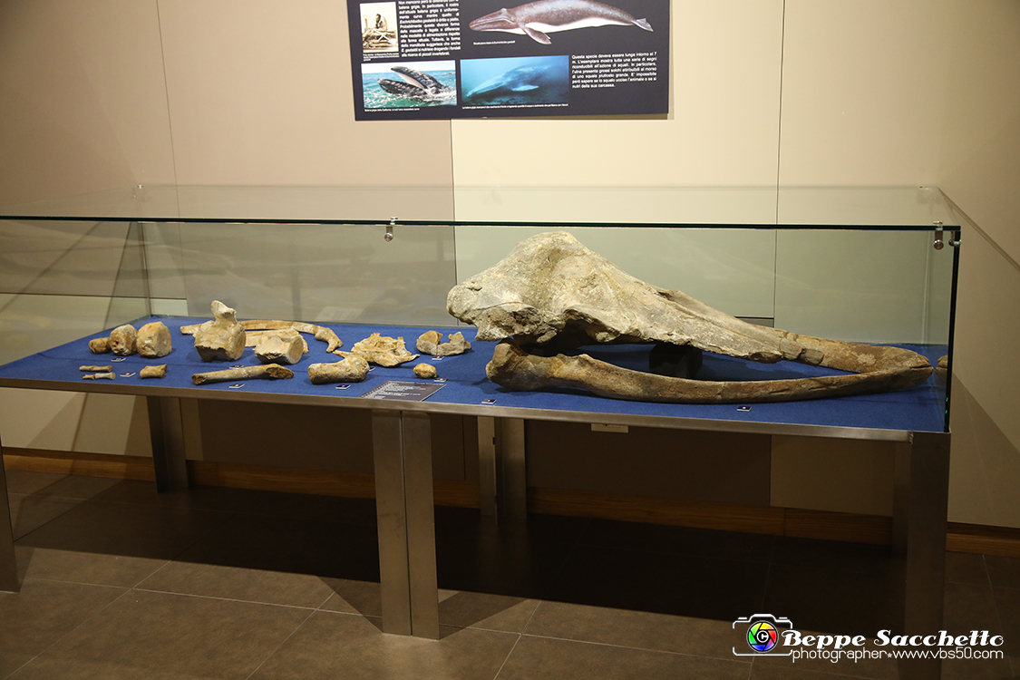 VBS_9188 - Museo Paleontologico - Asti.jpg